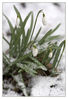 Schneeglöckchen_02.jpg