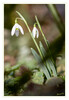 Dateiname=Schneegloeckchen_03.jpg
Dateigröße=486KB
Abmessungen: 831x1200
hinzugefügt am: 18. Februar 2022 Schneegloeckchen_03.jpg