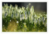 Dateiname=Schneegloeckchen_03~0.jpg
Dateigröße=586KB
Abmessungen: 1200x835
hinzugefügt am: 17. Februar 2023 Schneegloeckchen_03~0.jpg