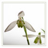 Dateiname=Schneegloeckchen_geschaerft_q_02.jpg
Dateigröße=255KB
Abmessungen: 850x850
hinzugefügt am: 12. Februar 2013 Schneegloeckchen_geschaerft_q_02.jpg