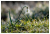Dateiname=Schneegloeckchen_im_Gegenlicht_k_01.jpg
Dateigröße=802KB
Abmessungen: 1200x817
hinzugefügt am: 03. März 2021 Schneegloeckchen_im_Gegenlicht_k_01.jpg