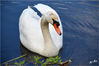 Dateiname=Schwan_01.jpg
Dateigröße=391KB
Abmessungen: 850x564
hinzugefügt am: 24. Juni 2014 Schwan_01.jpg