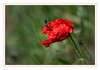 Dateiname=Schwarze_Kuckucksbiene_01~0.jpg
Dateigröße=336KB
Abmessungen: 1024x718
hinzugefügt am: 16. Mai 2020 Schwarze_Kuckucksbiene_01~0.jpg