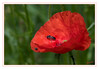 Dateiname=Schwarze_Kuckucksbiene_07~0.jpg
Dateigröße=363KB
Abmessungen: 1024x711
hinzugefügt am: 16. Mai 2020 Schwarze_Kuckucksbiene_07~0.jpg