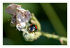 Dateiname=Schwarzer_Marienkaefer_04.jpg
Dateigröße=527KB
Abmessungen: 1200x832
hinzugefügt am: 02. Juni 2020 Schwarzer_Marienkaefer_04.jpg