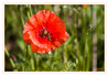 Dateiname=Schwebfliege_03.jpg
Dateigröße=639KB
Abmessungen: 1200x833
hinzugefügt am: 04. Juni 2020 Schwebfliege_03.jpg