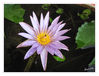 Dateiname=Seerose_Lila_01.jpg
Dateigröße=388KB
Abmessungen: 850x654
hinzugefügt am: 12. Juli 2018 Seerose_Lila_01.jpg