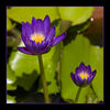 Dateiname=Seerose_in_Thailand_q_01.jpg
Dateigröße=377KB
Abmessungen: 850x850
hinzugefügt am: 10. Juni 2011 Seerose_in_Thailand_q_01.jpg
