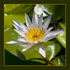 Dateiname=Seerose_in_Thailand_q_020~0.jpg
Dateigröße=431KB
Abmessungen: 850x850
hinzugefügt am: 19. Juni 2011 Seerose_in_Thailand_q_020~0.jpg