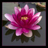 Dateiname=Seerose_rosa_q_01.jpg
Dateigröße=274KB
Abmessungen: 850x850
hinzugefügt am: 12. Juli 2010 Seerose_rosa_q_01.jpg