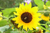 Dateiname=Sonnenblume.jpg
Dateigröße=368KB
Abmessungen: 850x563
hinzugefügt am: 11. August 2014 Sonnenblume.jpg