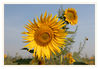 Dateiname=Sonnenblume_03.jpg
Dateigröße=373KB
Abmessungen: 850x590
hinzugefügt am: 21. Juli 2018 Sonnenblume_03.jpg