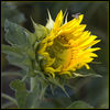 Dateiname=Sonnenblume_03_quadratisch.jpg
Dateigröße=317KB
Abmessungen: 850x850
hinzugefügt am: 12. August 2009 Sonnenblume_03_quadratisch.jpg