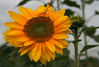 Dateiname=Sonnenblume_111_Kopie.jpg
Dateigröße=274KB
Abmessungen: 850x573
hinzugefügt am: 13. September 2007 Sonnenblume_111_Kopie.jpg
