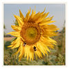 Dateiname=Sonnenblume_q_01.jpg
Dateigröße=575KB
Abmessungen: 850x850
hinzugefügt am: 21. Juli 2018 Sonnenblume_q_01.jpg