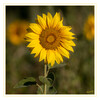 Dateiname=Sonnenblume_q_07.jpg
Dateigröße=884KB
Abmessungen: 1200x1200
hinzugefügt am: 06. August 2020 Sonnenblume_q_07.jpg