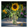 Dateiname=Sonnenblume_vergaenglich_q_01.jpg
Dateigröße=968KB
Abmessungen: 1200x1200
hinzugefügt am: 12. August 2022 Sonnenblume_vergaenglich_q_01.jpg
