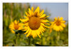 Dateiname=Sonnenblumen.jpg
Dateigröße=604KB
Abmessungen: 1200x829
hinzugefügt am: 01. August 2024 Sonnenblumen.jpg