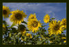 Sonnenblumen_02_mit_Rahmen_.jpg