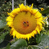 Sonnenblume~0.jpg