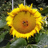 Dateiname=Sonnenblume~0.jpg
Dateigröße=852KB
Abmessungen: 850x850
hinzugefügt am: 10. August 2017 Sonnenblume~0.jpg