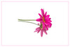 Dateiname=Spiegelung_Blume_03.jpg
Dateigröße=234KB
Abmessungen: 1200x817
hinzugefügt am: 03. Mai 2021 Spiegelung_Blume_03.jpg
