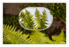 Dateiname=Spiegelung_Farn.jpg
Dateigröße=882KB
Abmessungen: 1200x834
hinzugefügt am: 30. Mai 2026 Spiegelung_Farn.jpg