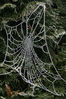 Dateiname=Spinnennetz_04.jpg
Dateigröße=310KB
Abmessungen: 567x850
hinzugefügt am: 21. Dezember 2007 Spinnennetz_04.jpg