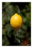 Dateiname=Splash_Eine_Zitrone__07.jpg
Dateigröße=487KB
Abmessungen: 835x1200
hinzugefügt am: 19. August 2024 Splash_Eine_Zitrone__07.jpg