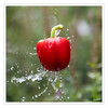 Dateiname=Splash_Paprika.jpg
Dateigröße=964KB
Abmessungen: 1200x1200
hinzugefügt am: 20. August 2024 Splash_Paprika.jpg