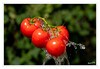 Dateiname=Splash_Tomate__02.jpg
Dateigröße=603KB
Abmessungen: 1200x831
hinzugefügt am: 19. August 2024 Splash_Tomate__02.jpg