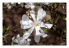 Dateiname=Stern-Magnolie_01.jpg
Dateigröße=486KB
Abmessungen: 1200x829
hinzugefügt am: 02. April 2022 Stern-Magnolie_01.jpg
