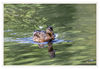 Dateiname=Stockente_13.jpg
Dateigröße=422KB
Abmessungen: 850x587
hinzugefügt am: 16. August 2018 Stockente_13.jpg