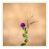 Dateiname=Stockrose_02.jpg
Dateigröße=331KB
Abmessungen: 850x850
hinzugefügt am: 07. August 2018 Stockrose_02.jpg