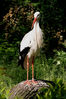 Dateiname=Storch_01.jpg
Dateigröße=201KB
Abmessungen: 600x900
hinzugefügt am: 02. Dezember 2006 Storch_01.jpg
