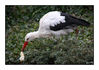 Dateiname=Storch_mit_Kueken_07_Kopie_.jpg
Dateigröße=455KB
Abmessungen: 850x599
hinzugefügt am: 24. April 2013 Storch_mit_Kueken_07_Kopie_.jpg