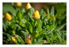 Strohblumen_01.jpg