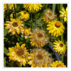 Strohblumen_02.jpg