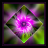 Dateiname=Strudel_Anemone_01.jpg
Dateigröße=766KB
Abmessungen: 1200x1200
hinzugefügt am: 18. Juli 2020 Strudel_Anemone_01.jpg