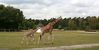 Dateiname=Stukenbrock_Giraffen_02.jpg
Dateigröße=241KB
Abmessungen: 850x429
hinzugefügt am: 25. Juli 2009 Stukenbrock_Giraffen_02.jpg
