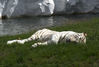 Dateiname=Stukenbrock_Weißer_Tiger_01.jpg
Dateigröße=282KB
Abmessungen: 850x577
hinzugefügt am: 26. Juli 2009 Stukenbrock_Weißer_Tiger_01.jpg
