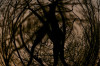 Dateiname=Surreal_Roland_Baumkrone.jpg
Dateigröße=1044KB
Abmessungen: 1200x800
hinzugefügt am: 03. Februar 2025 Surreal_Roland_Baumkrone.jpg