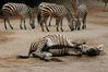 Dateiname=T_liegendes_Zebra.jpg
Dateigröße=189KB
Abmessungen: 900x600
hinzugefügt am: 02. Dezember 2006 T_liegendes_Zebra.jpg