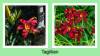 Taglilie_Collage.jpg