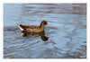 Dateiname=Teichhuhn_011.jpg
Dateigröße=674KB
Abmessungen: 1200x829
hinzugefügt am: 07. März 2021 Teichhuhn_011.jpg