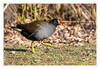 Dateiname=Teichhuhn_012.jpg
Dateigröße=899KB
Abmessungen: 1200x829
hinzugefügt am: 09. März 2021 Teichhuhn_012.jpg