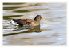 Dateiname=Teichhuhn_08.jpg
Dateigröße=680KB
Abmessungen: 1200x829
hinzugefügt am: 25. Februar 2021 Teichhuhn_08.jpg