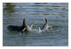 Dateiname=Teichhuhn_Revierkampf_03.jpg
Dateigröße=876KB
Abmessungen: 1200x831
hinzugefügt am: 25. Februar 2021 Teichhuhn_Revierkampf_03.jpg
