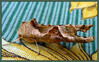 Dateiname=Teleaufnahmen_Elise_-_Das_ist_ein_Lebewesen21212121.jpg
Dateigröße=1002KB
Abmessungen: 2000x1248
hinzugefügt am: 29. August 2023 Teleaufnahmen_Elise_-_Das_ist_ein_Lebewesen21212121.jpg
