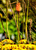 Dateiname=Teleaufnahmen_Verena_Leber_Bluehpflanzen.jpg
Dateigröße=1319KB
Abmessungen: 869x1200
hinzugefügt am: 12. August 2023 Teleaufnahmen_Verena_Leber_Bluehpflanzen.jpg